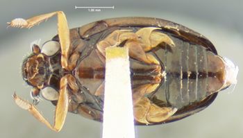 Media type: image;   Entomology 23989 Aspect: habitus ventral view